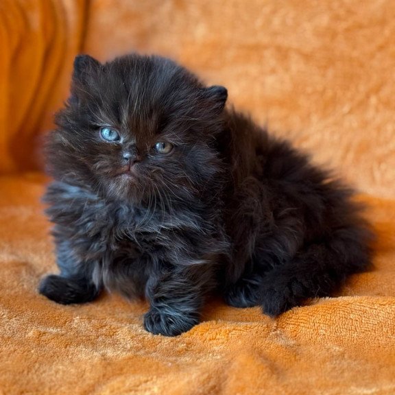 Munchkin Martin