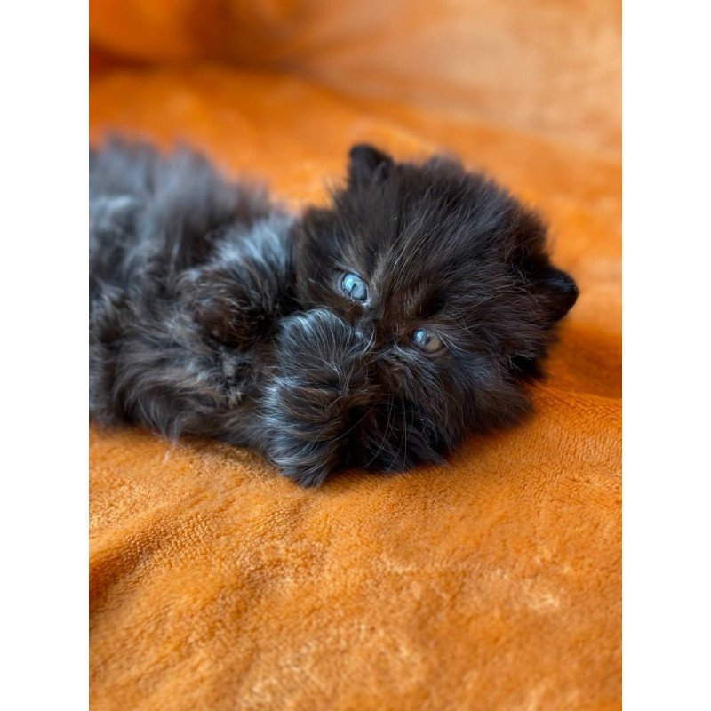 Munchkin Martin