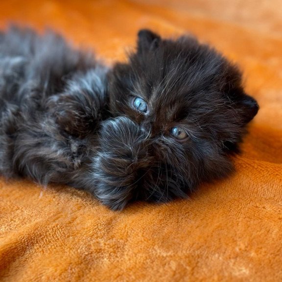 Munchkin Martin