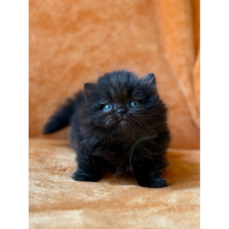 Munchkin Martin