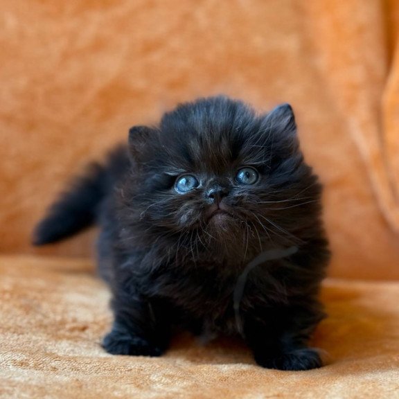 Munchkin Martin