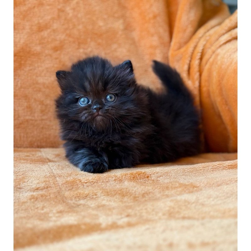 Munchkin Martin