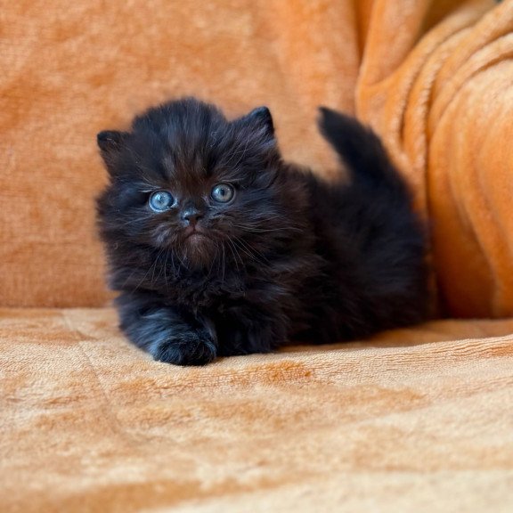 Munchkin Martin