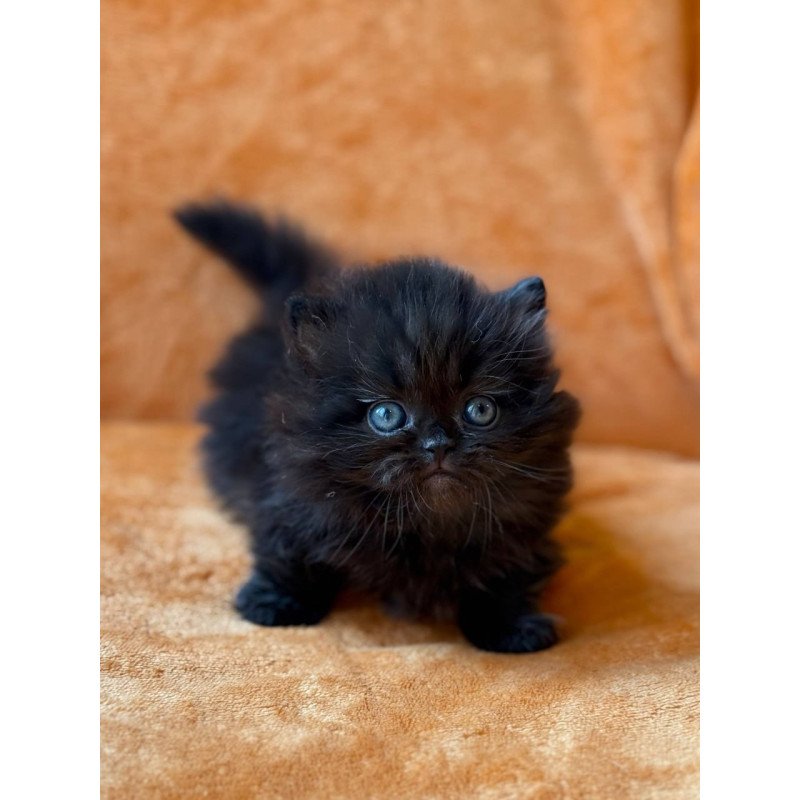 Munchkin Martin