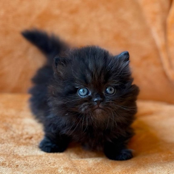 Munchkin Martin