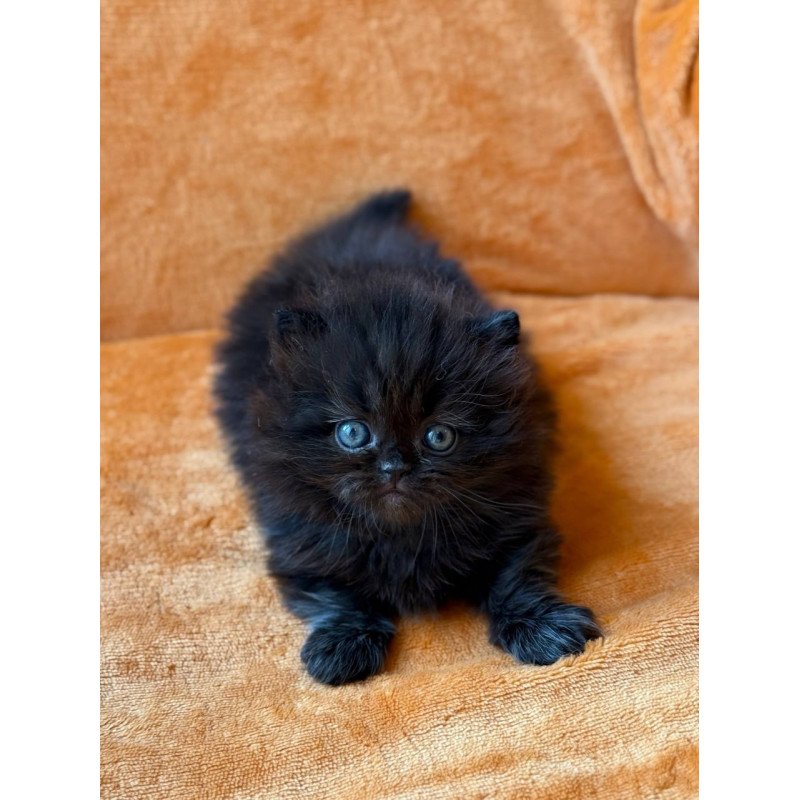 Munchkin Martin