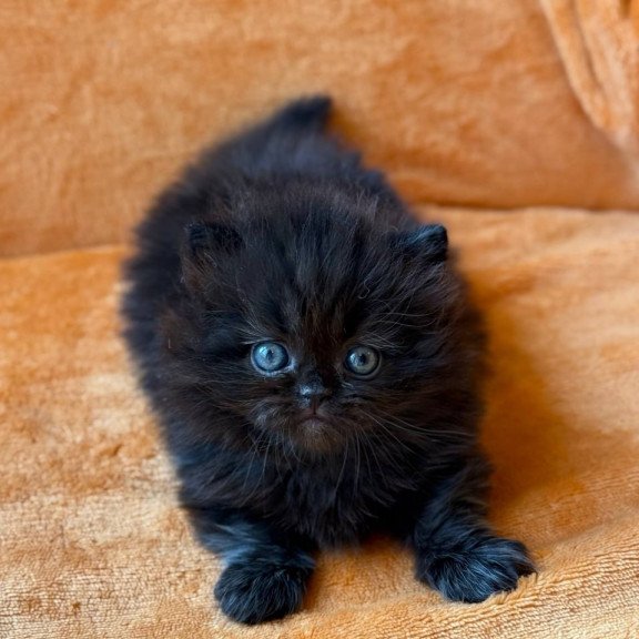 Munchkin Martin