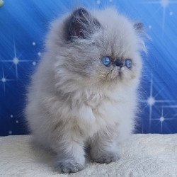 Persian Ellie