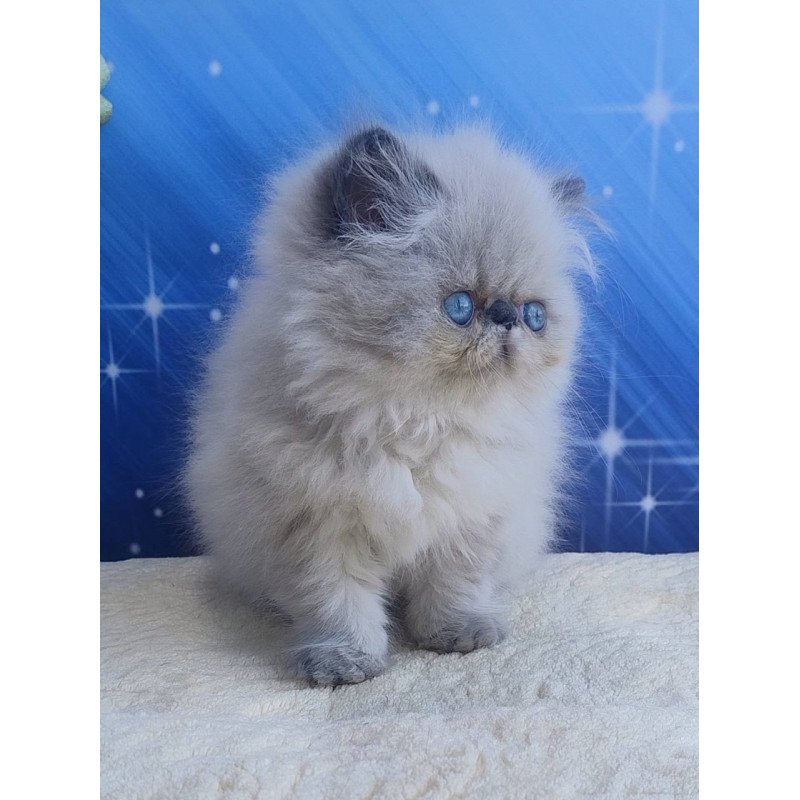 Persian Ellie