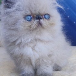 Persian Ellie