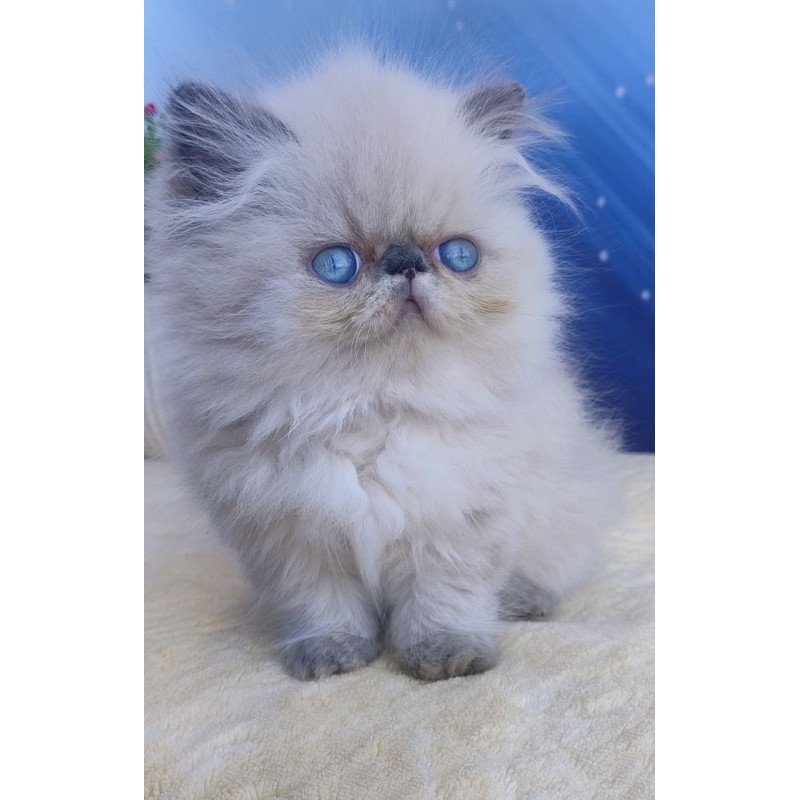 Persian Ellie
