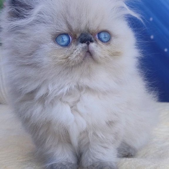 Persian Ellie