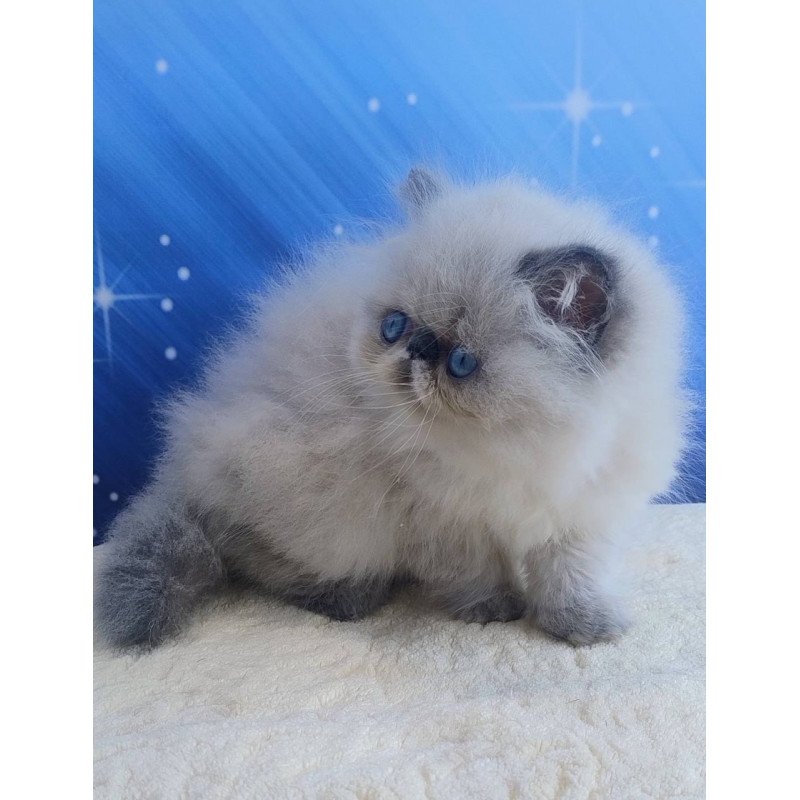 Persian Ellie