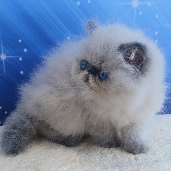 Persian Ellie