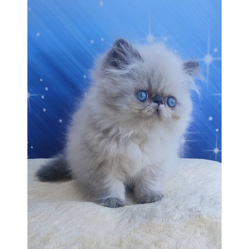 Persian Ellie