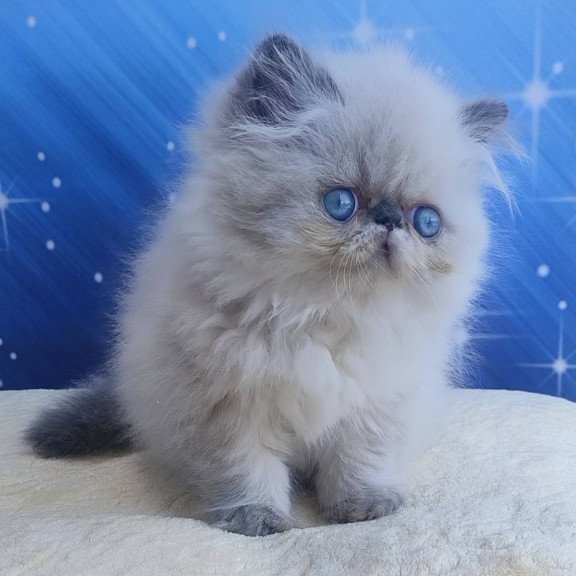 Persian Ellie
