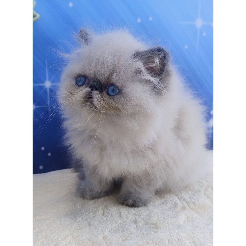 Persian Ellie