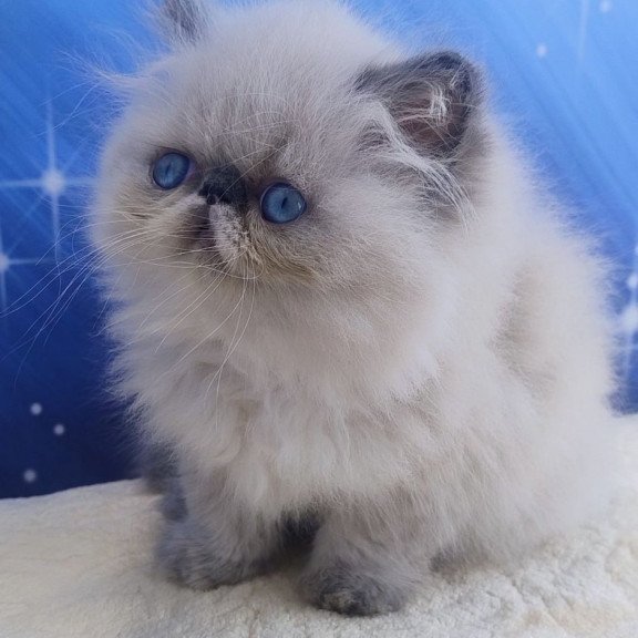Persian Ellie