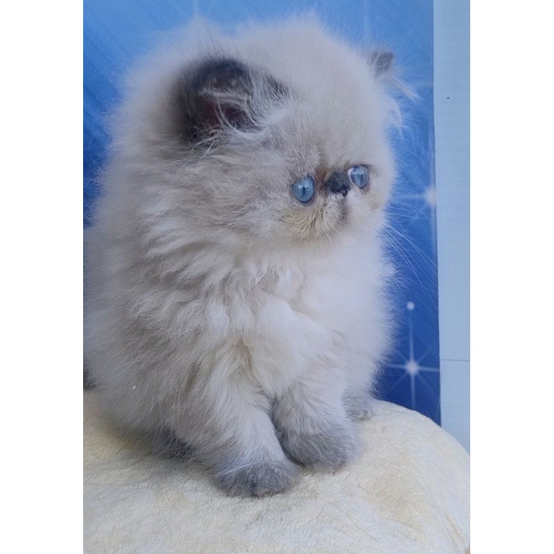Persian Ellie