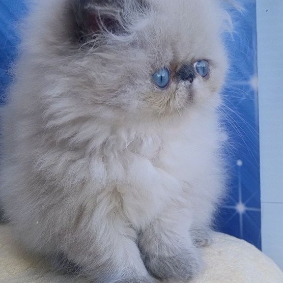 Persian Ellie