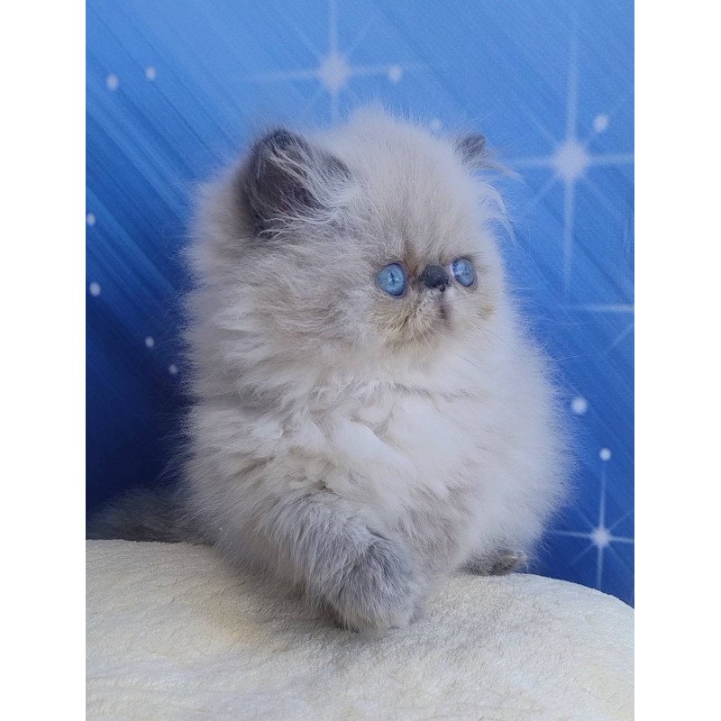 Persian Ellie