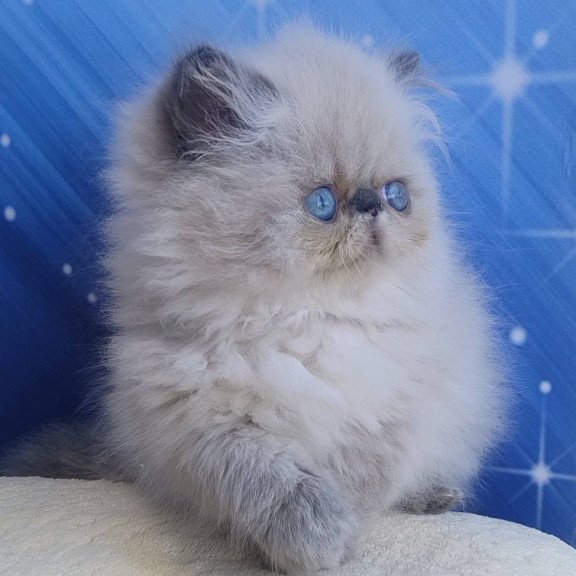 Persian Ellie