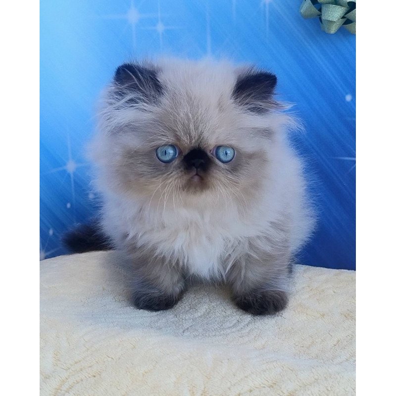 Persian Emmi