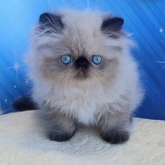 Persian Emmi