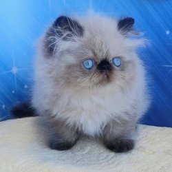 Persian Emmi