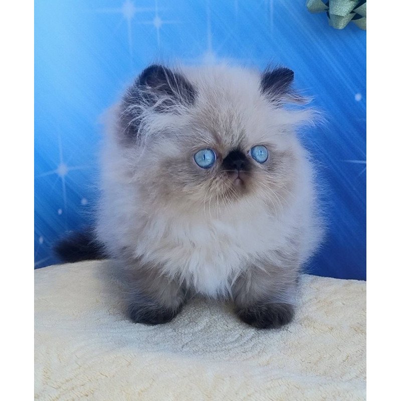 Persian Emmi