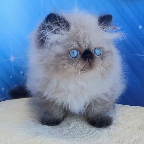 Persian Emmi