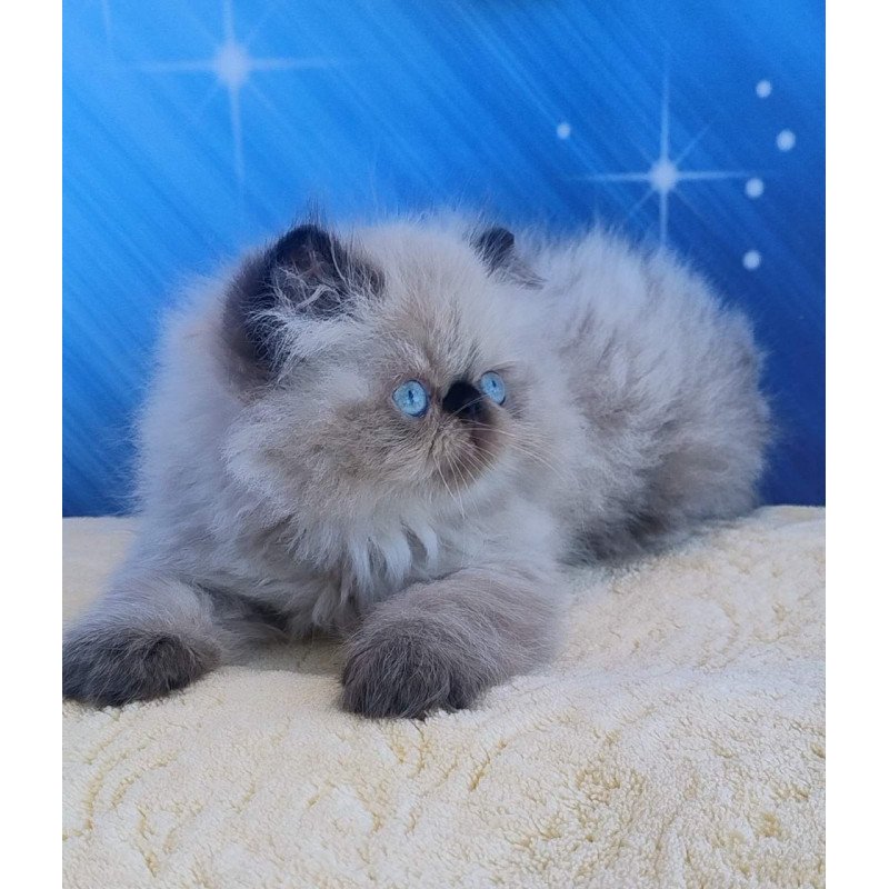 Persian Emmi