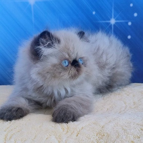 Persian Emmi