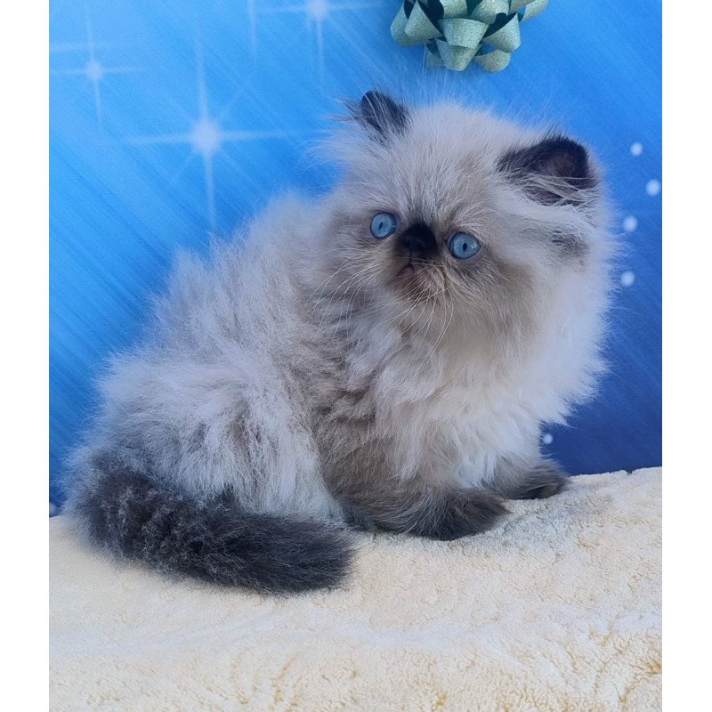 Persian Emmi
