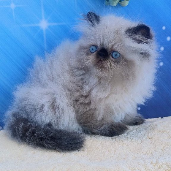 Persian Emmi