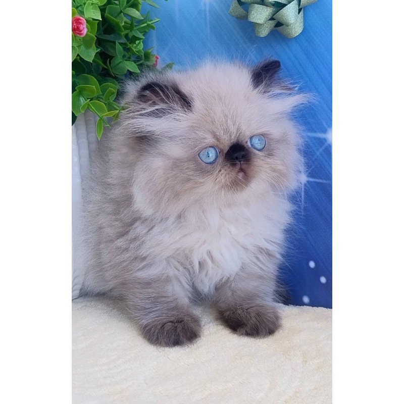 Persian Emmi