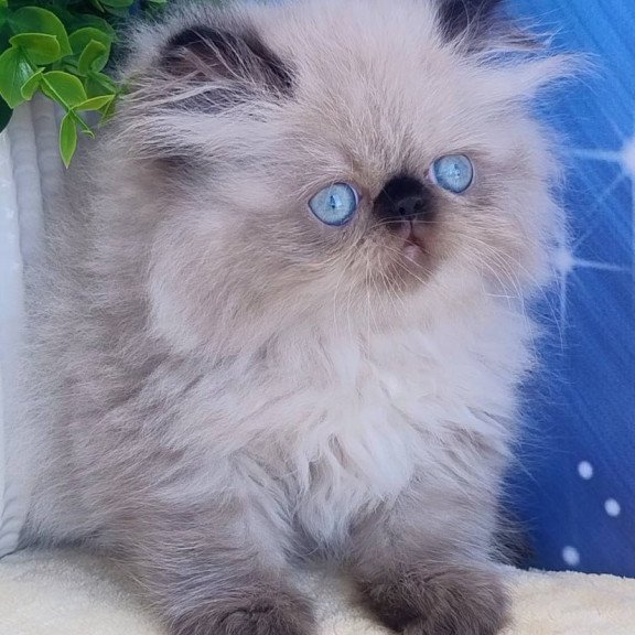 Persian Emmi