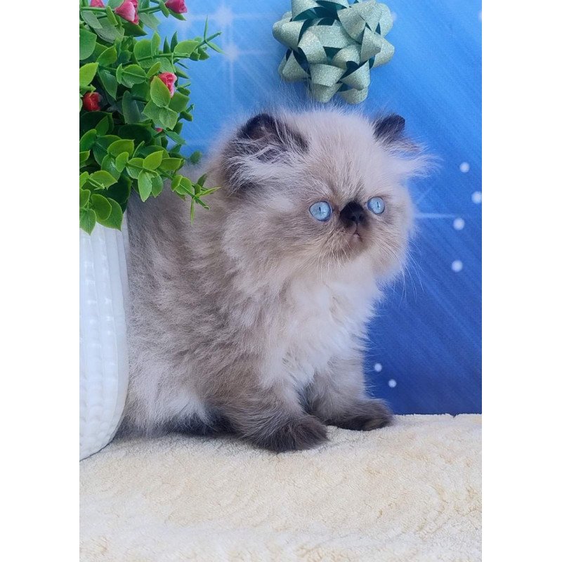 Persian Emmi