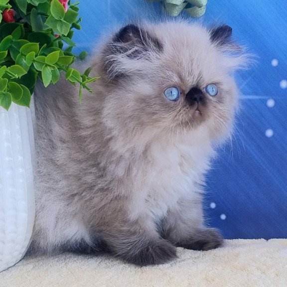 Persian Emmi