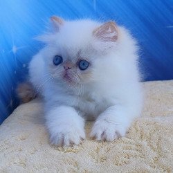 Persian Eddie