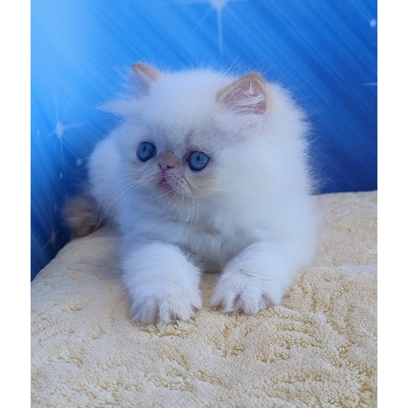Persian Eddie
