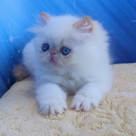 Persian Eddie