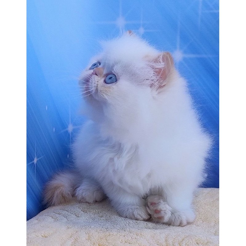 Persian Eddie
