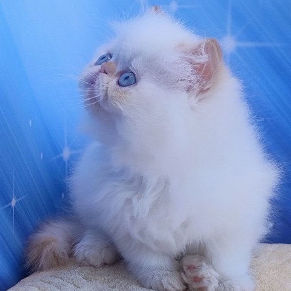 Persian Eddie
