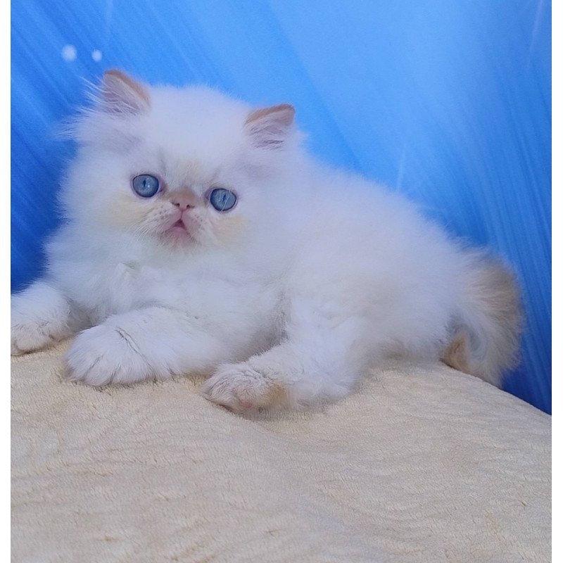 Persian Eddie