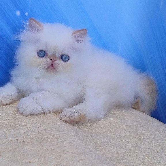 Persian Eddie