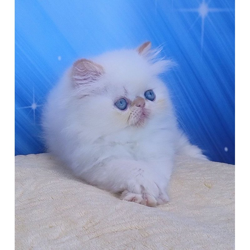 Persian Eddie