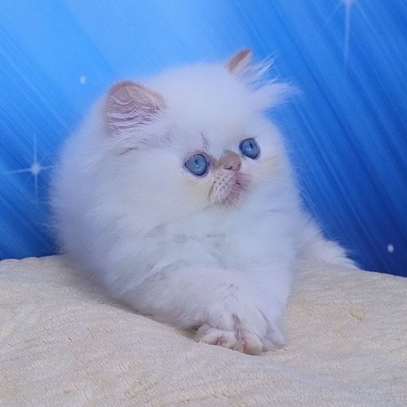 Persian Eddie