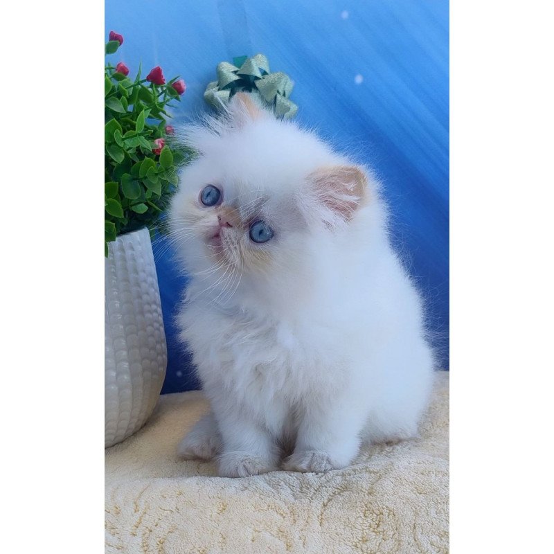 Persian Eddie