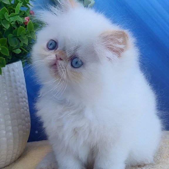 Persian Eddie